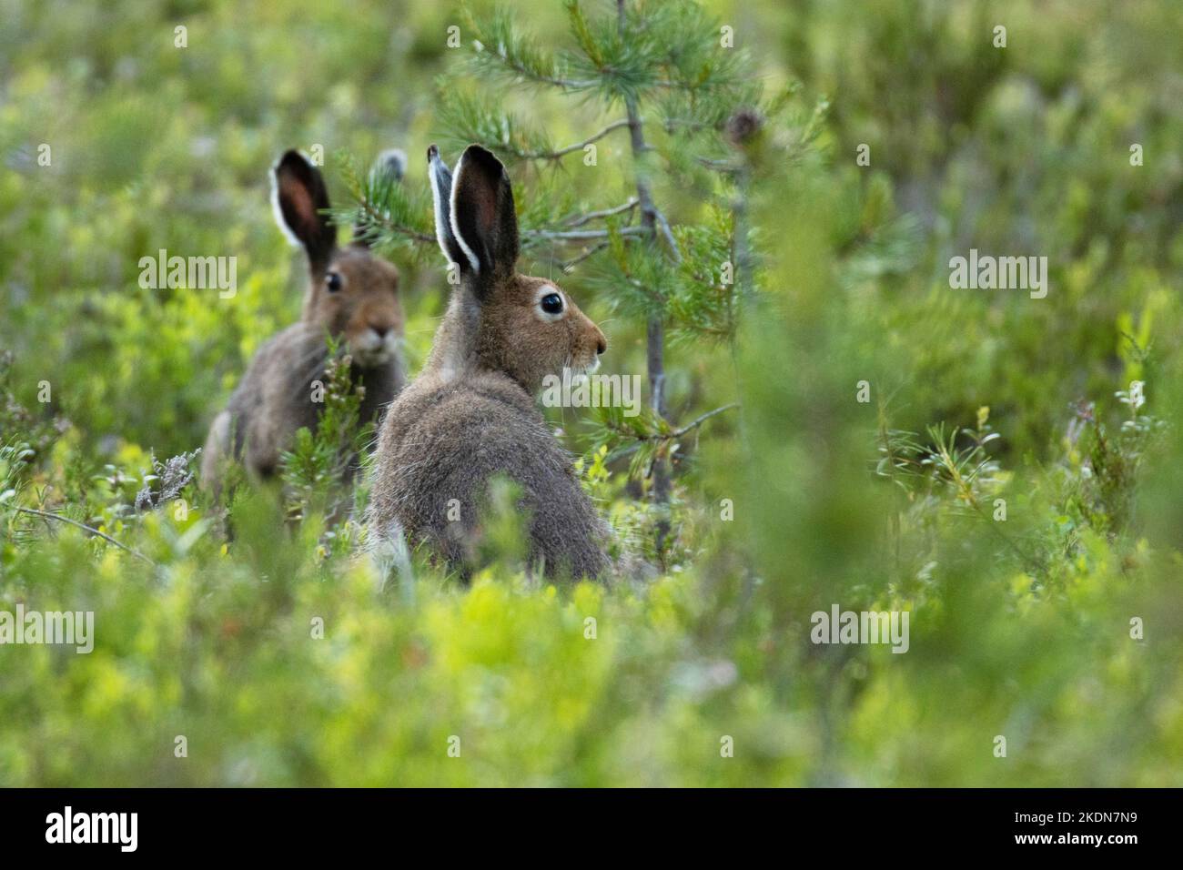 Due lepri di montagna, Lepus timidus in piedi ancora in una notte estiva nella Finlandia settentrionale Foto Stock