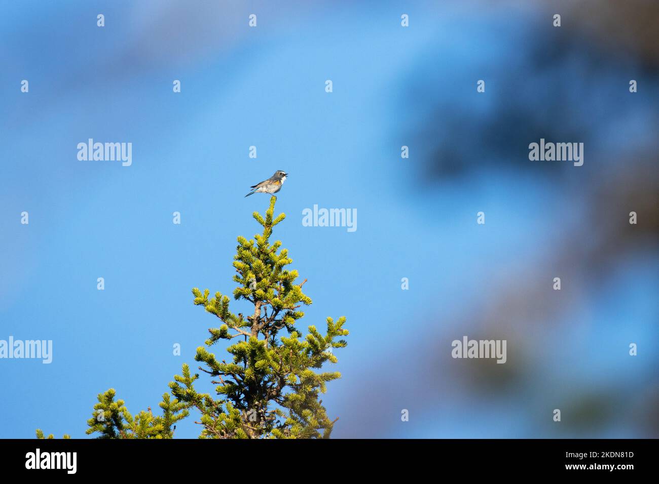 Bluetail di colore rosso che canta sulla cima di un vecchio albero vicino a Kuusamo, Finlandia settentrionale Foto Stock