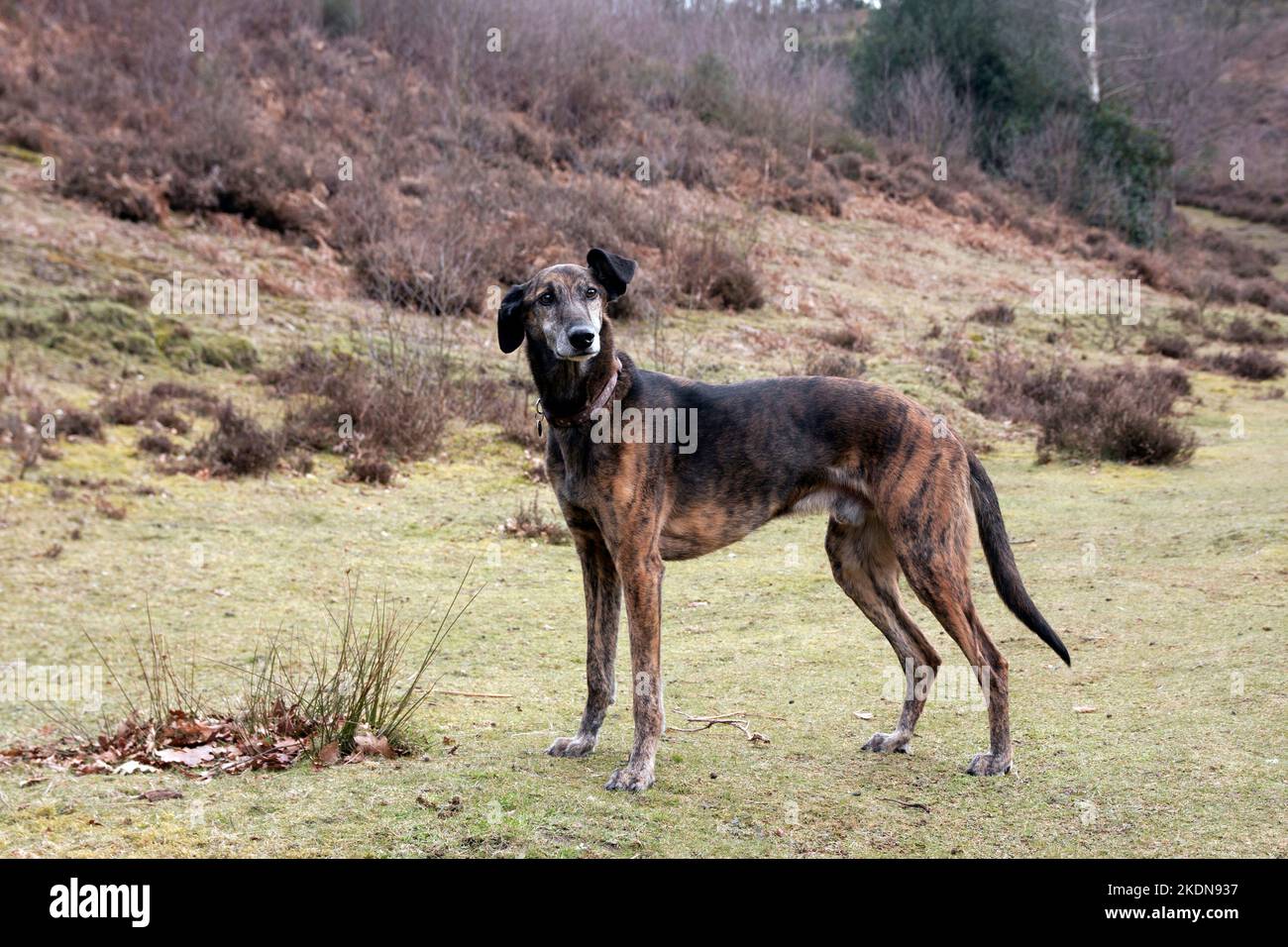 Cane Lurcher, adulto maschio, in piedi su salute, Surrey, Inghilterra Foto Stock