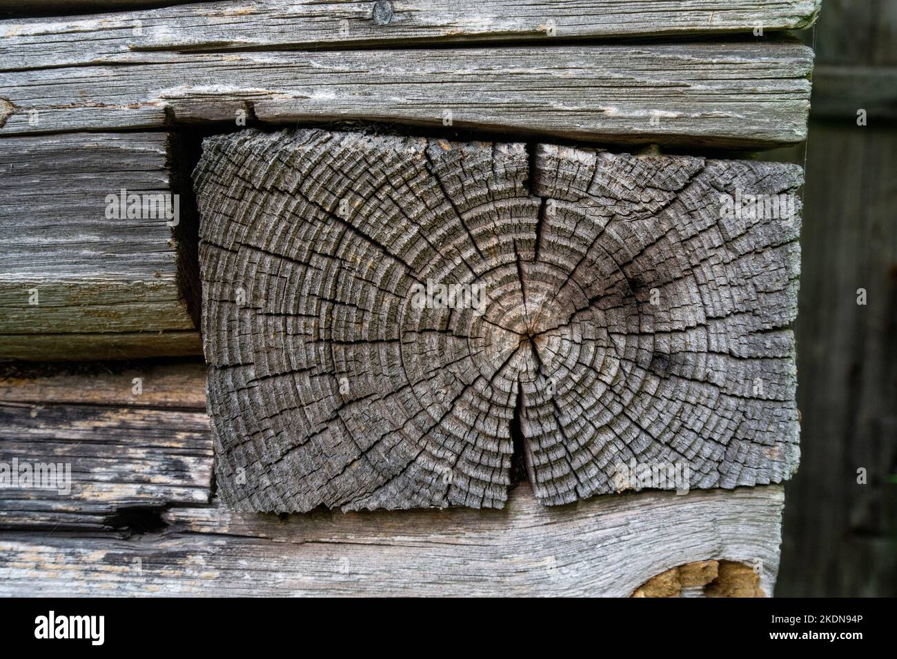 La fine di un tronco in una vecchia casa di legno in Estonia, Nord Europa Foto Stock