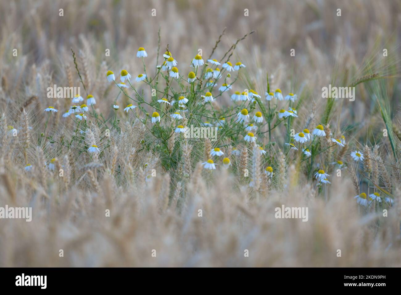Camomilla di mais (anthemis arvensis) in coltura cerealicola con la maggior parte dei petali inchinati al crepuscolo - un esempio di nyctinasty - Regno Unito Foto Stock