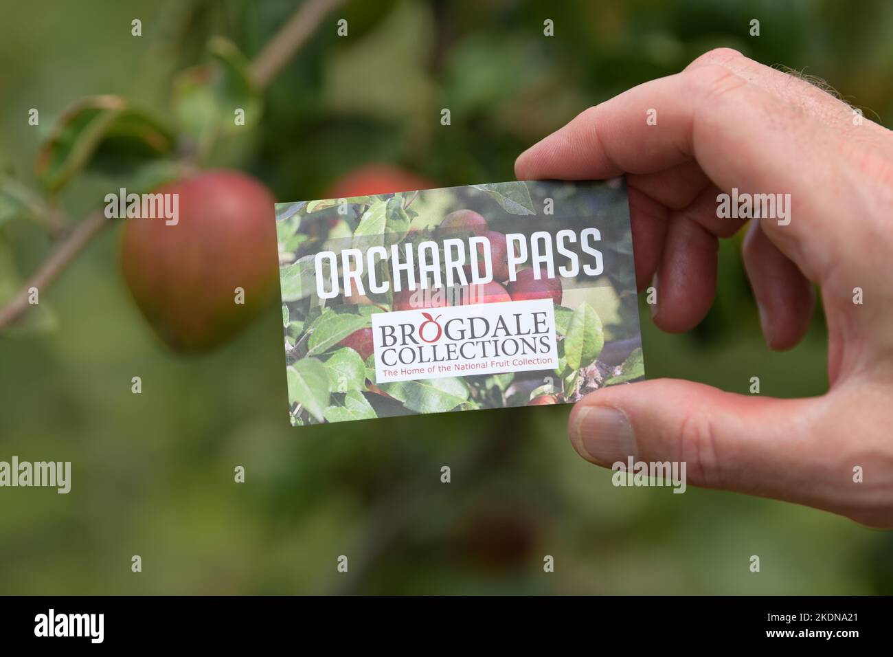 Orchard Pass, Brogdale Collections la casa della National Fruit Collection, Brogdale, Faversham, Kent, Inghilterra, REGNO UNITO Foto Stock