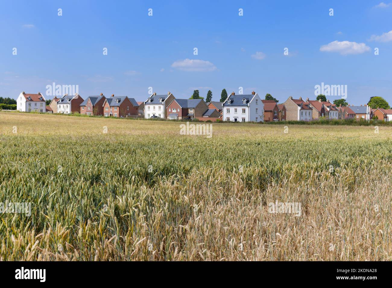 Nuovo sviluppo di alloggi 'Orchard Green' accanto al terreno agricolo di Matthew Homes su frutteto cintura, Brogdale Place, Ospringe, Faversham, Kent, Inghilterra Regno Unito Foto Stock