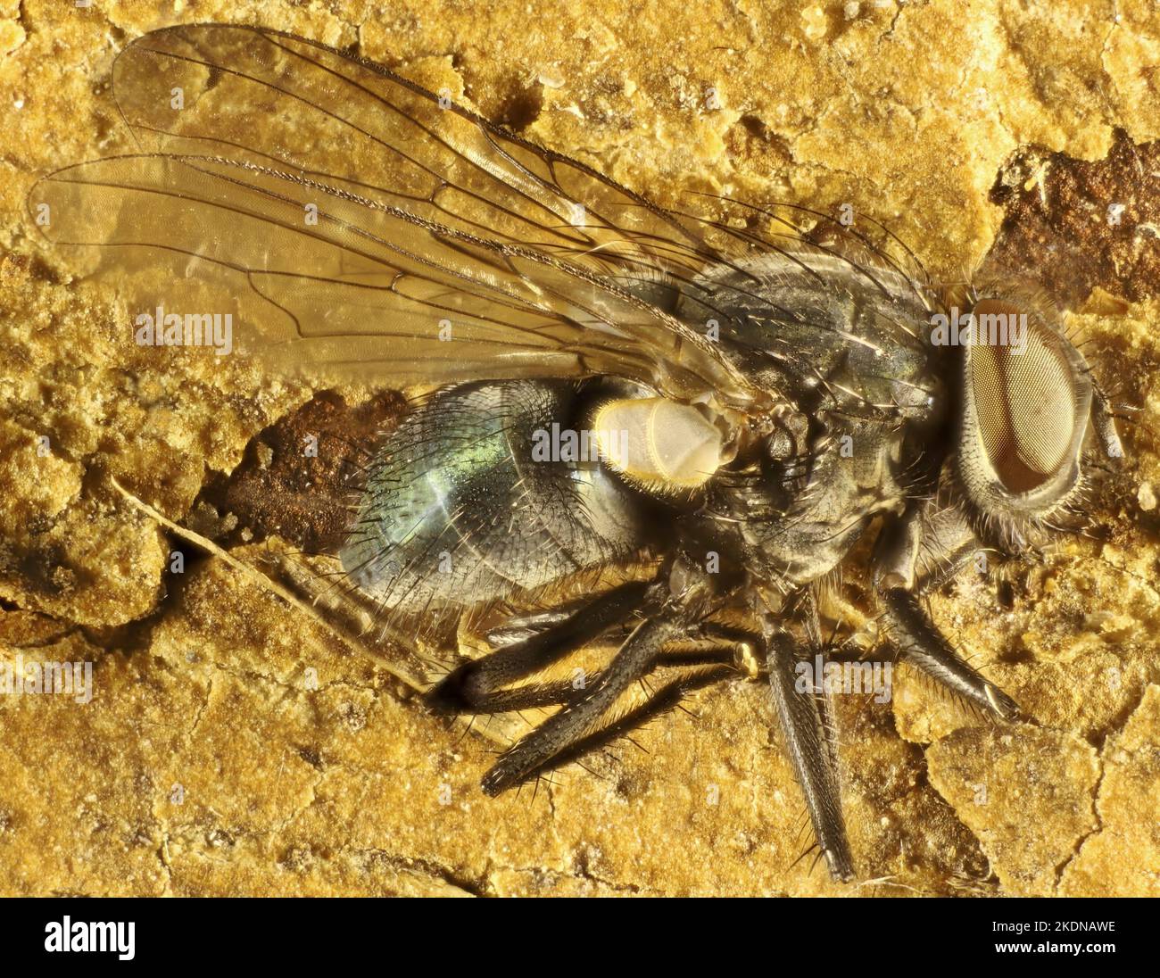 Vista laterale Super macro di Bush Fly (Helina) Foto Stock