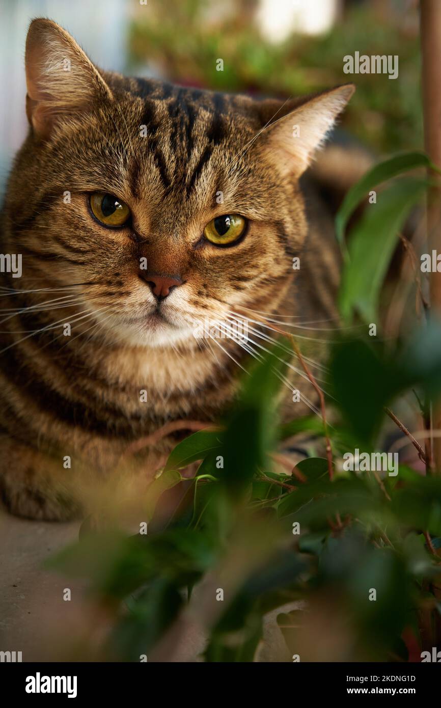ritratto di un gatto a righe Foto Stock