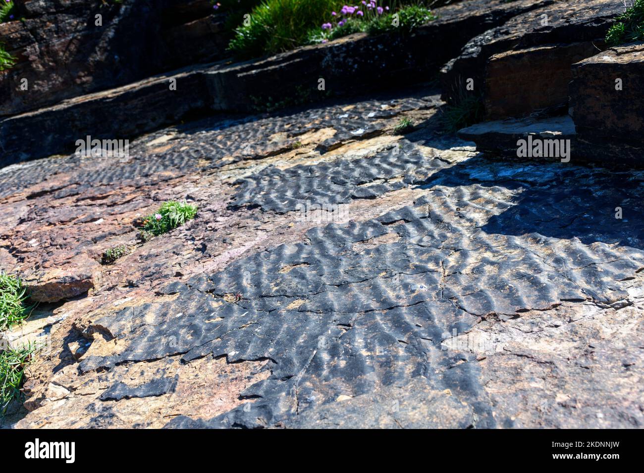 La sabbia fossile si increspa su un piano di letti in arenaria, su una spiaggia vicino al villaggio di Scarfskerry, vicino Thurso, Caithness, Scozia, Regno Unito Foto Stock