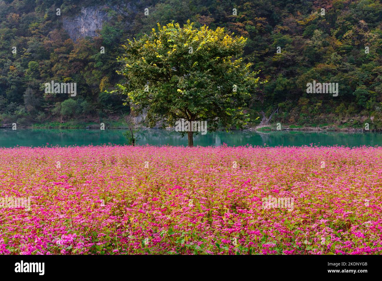 Splendido scenario autunnale in Corea. Un albero tra campi di fiori di grano saraceno rosso al mattino presso il fiume Donggang in una valle di montagna. Foto Stock