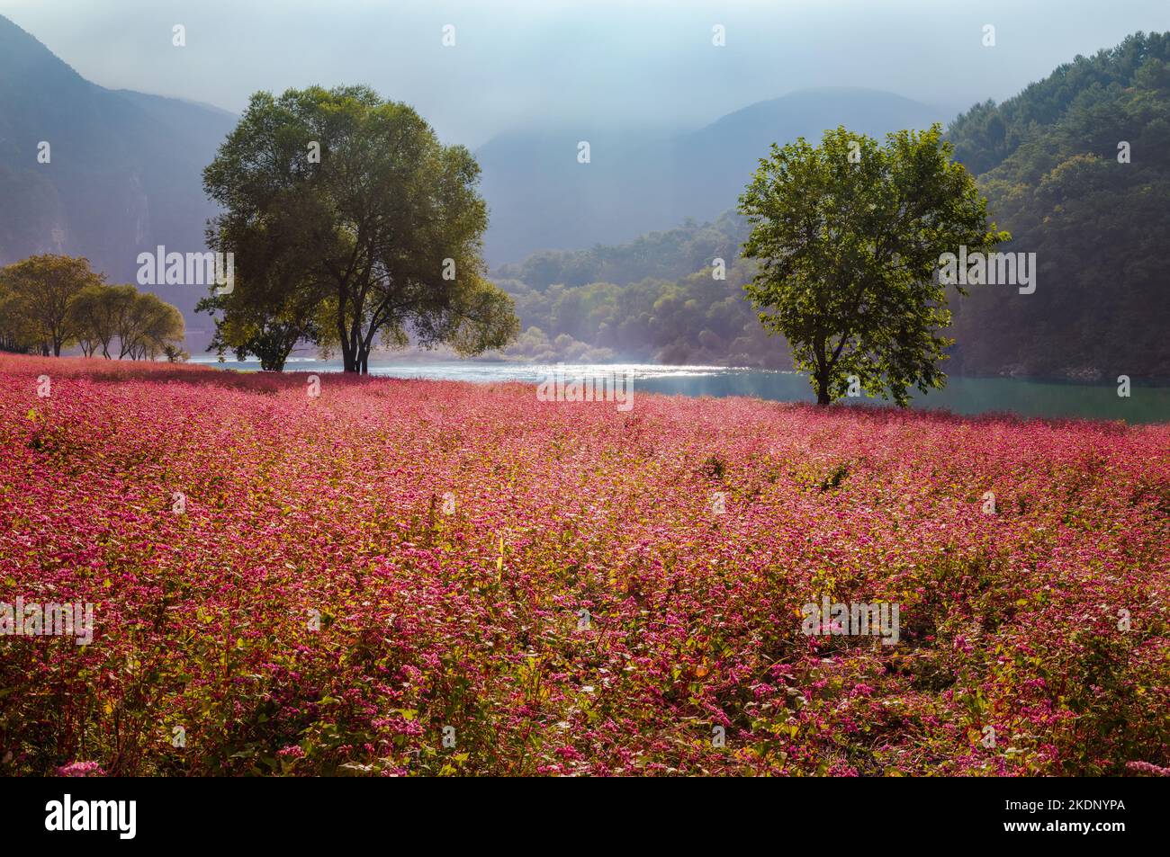 Bellissimo autunno in Corea. Scenario di campi di fiori di grano saraceno rosso la mattina del fiume Donggang nella valle di montagna nebbiosa. Foto Stock