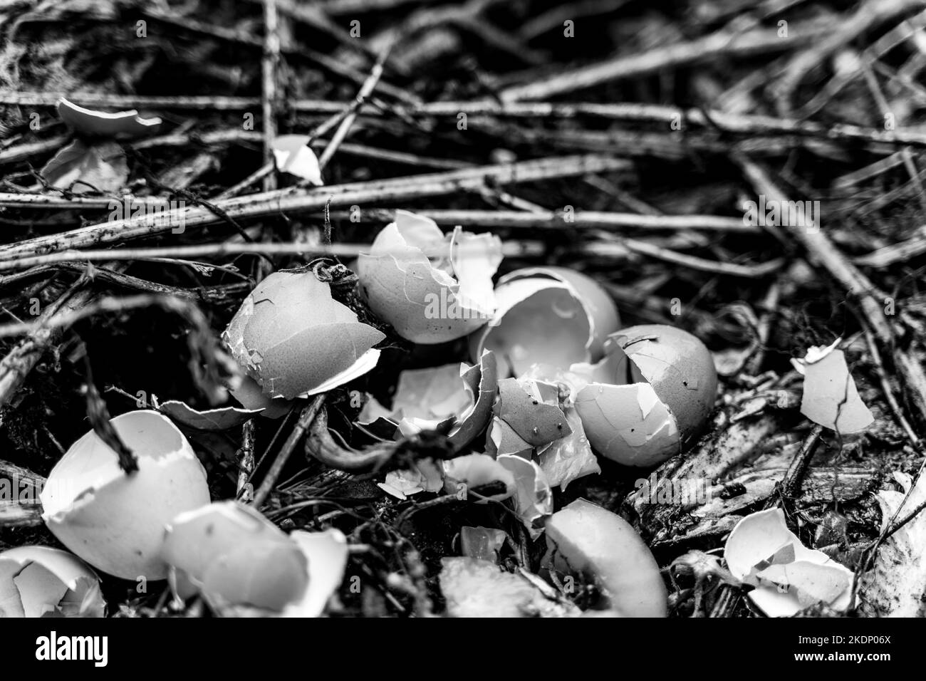 Primo piano foto in bianco e nero di un cumulo di compost con gusci d'uovo. Uso razionale delle risorse naturali. Raccogliendo fertilizzante organico fatto in casa per il gar Foto Stock