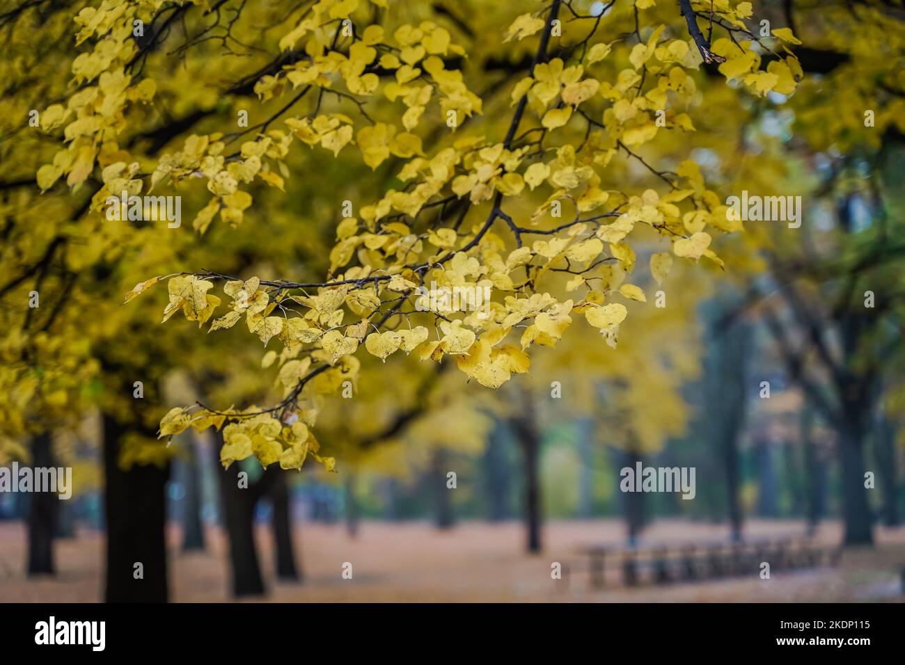 Le foglie di albero diventano gialle dorate durante la stagione autunnale autunnale Foto Stock