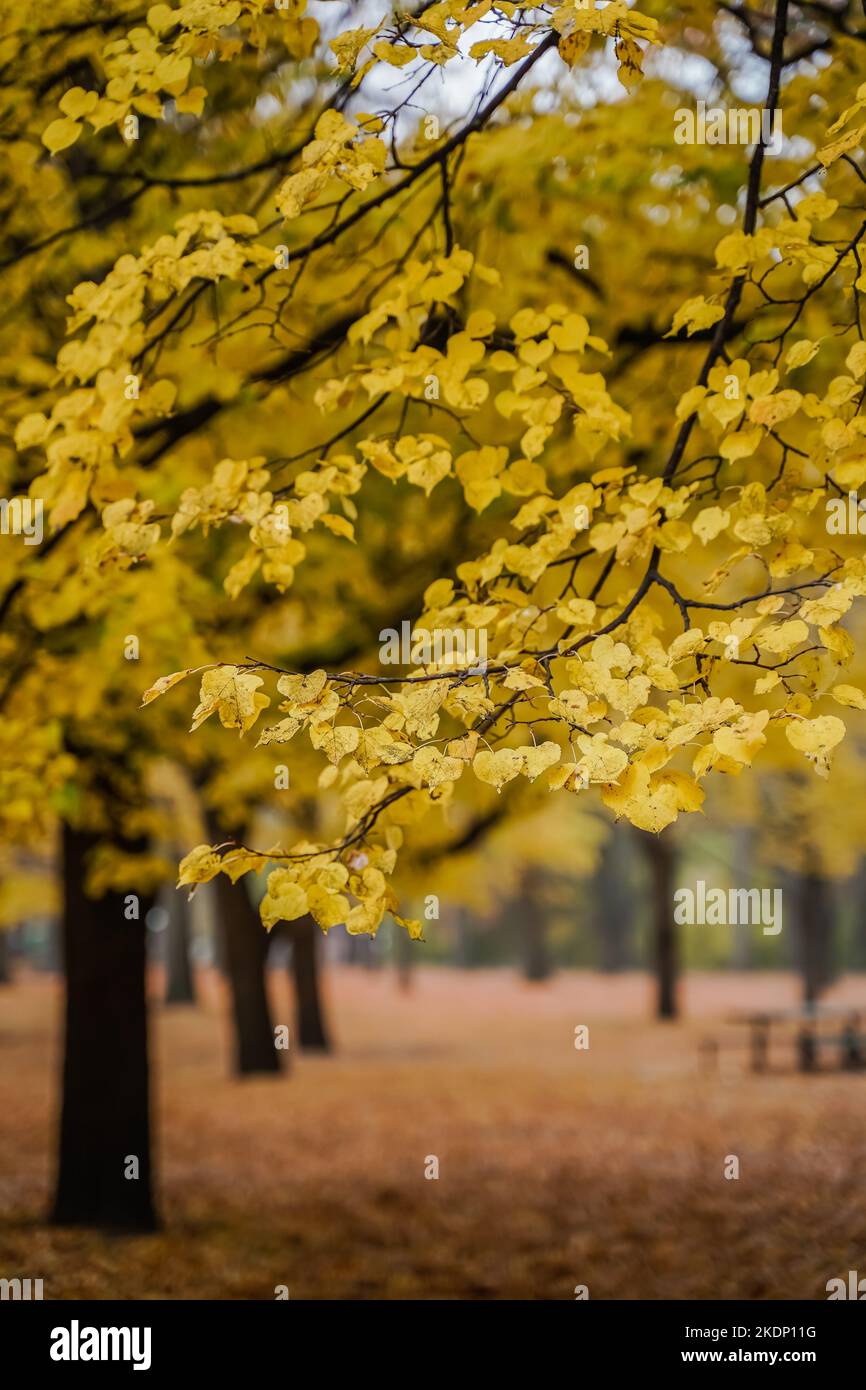 Le foglie di albero diventano gialle dorate durante la stagione autunnale autunnale Foto Stock