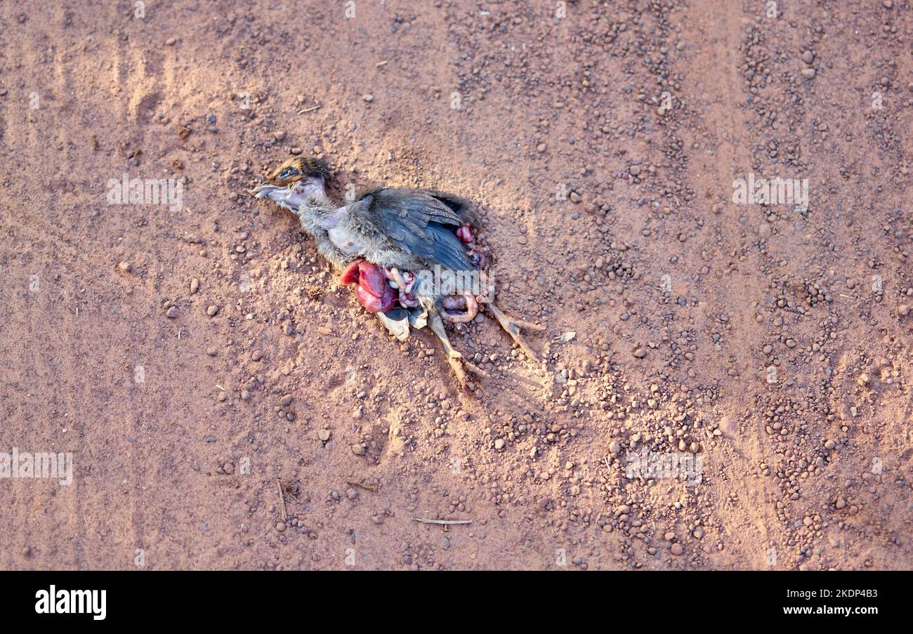 Un pollo morto ucciso durante l'attraversamento di una strada polverosa rurale. Foto Stock