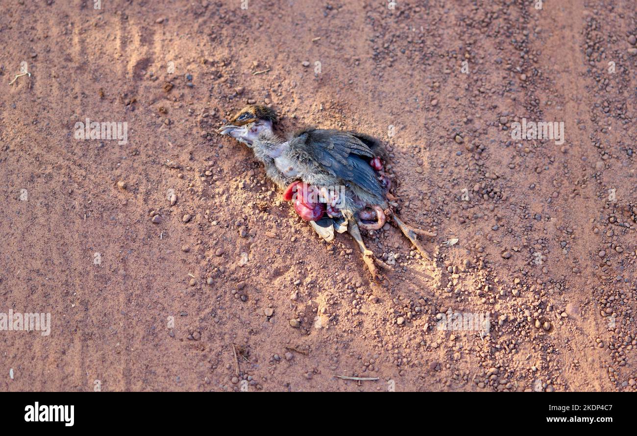 Un pollo morto ucciso durante l'attraversamento di una strada polverosa rurale. Foto Stock