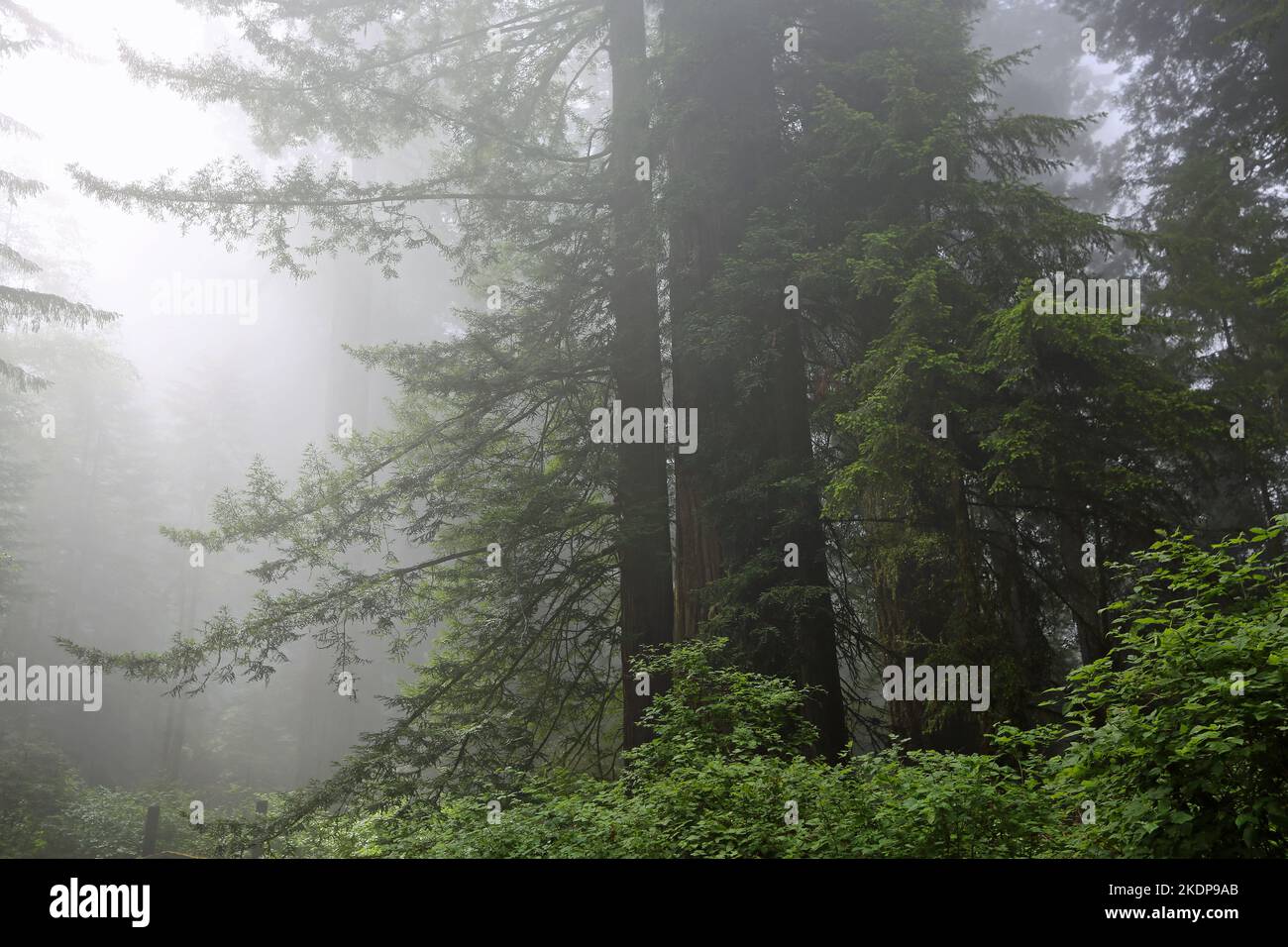 Nebbia mattutina nella foresta - Redwood National Park, California Foto Stock