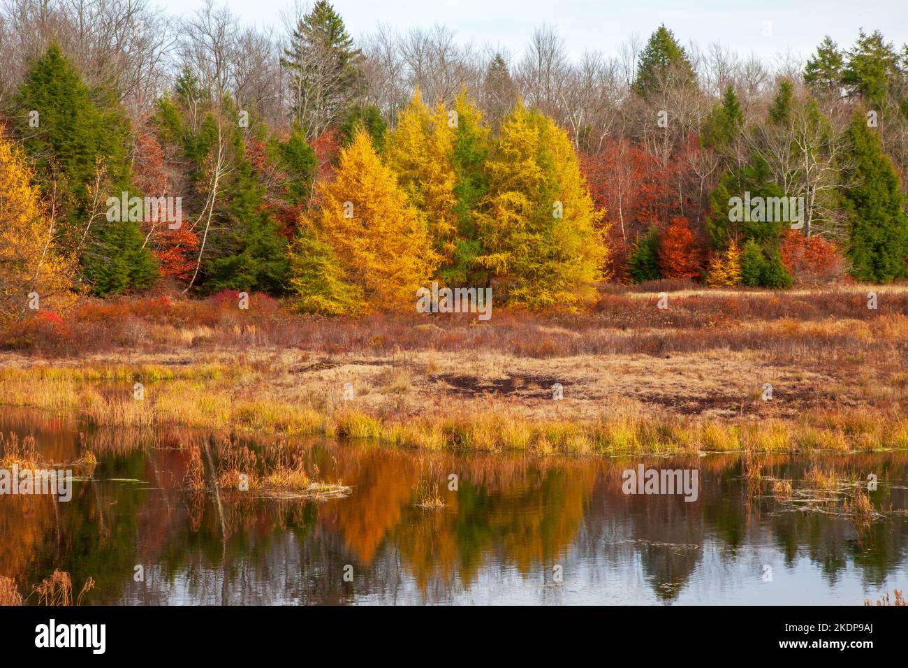 L'Alto Klondike Pond, insieme al suo gemello Lower Klondike Pond, sulle acque di testa del Lehigh River nelle Pocono Mountains della Pennsylvania, dove è importante Foto Stock