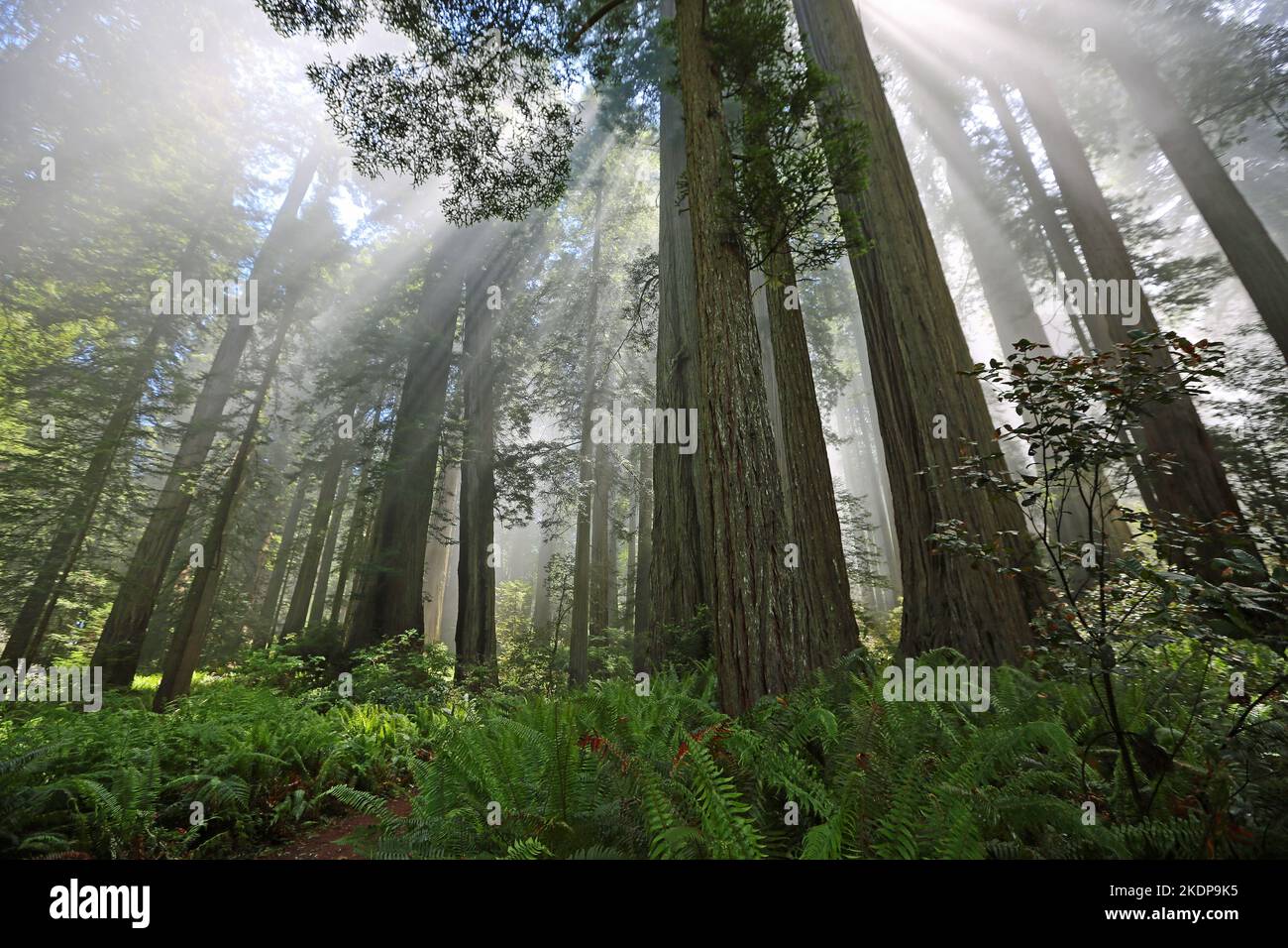 Holy Forest - Redwood National Park, California Foto Stock
