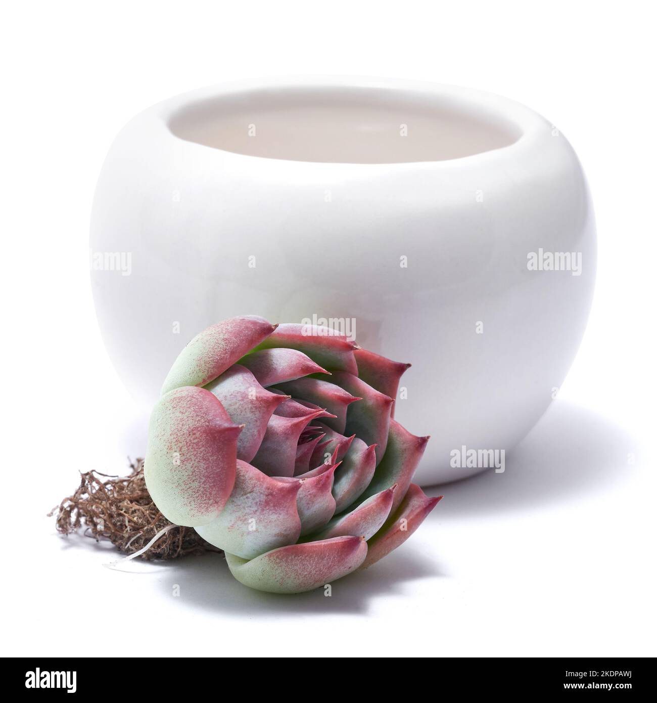 Echeveria Succulente impianto di taglio radicato con radici e vaso di fioritura isolato su sfondo bianco Foto Stock