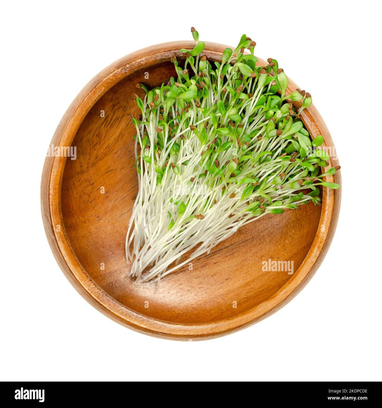 Erba medica, in una ciotola di legno. Giovani giovani giovani giovani piante di lucerna, Medicago sativa. Germogli verdi e piante giovani. Legume, usato come raccolto di foraggio. Foto Stock