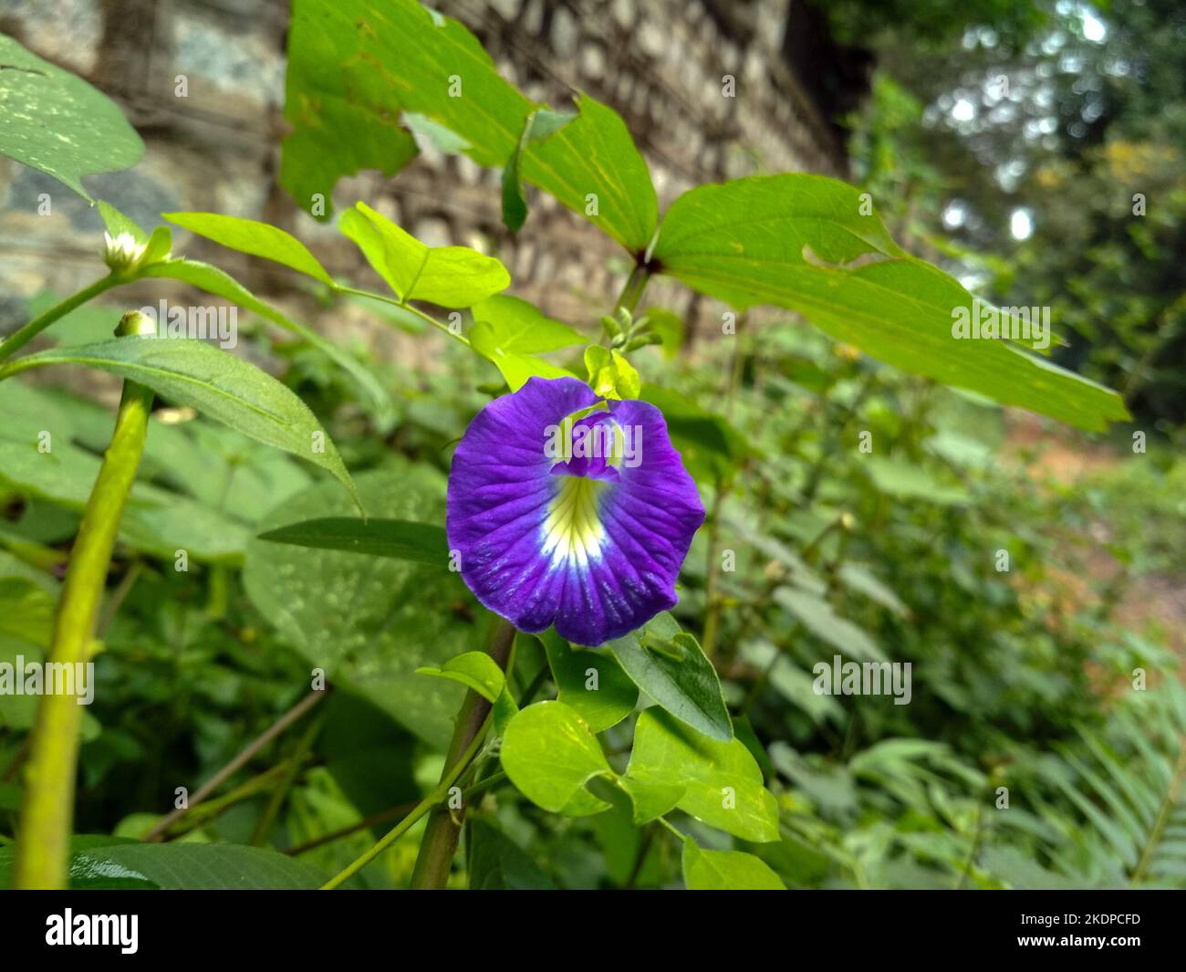 Il pigeonwing asiatico blu, o pisello a farfalla, fiorisce contro il lussureggiante fogliame. I suoi cinque petali formano una forma simile a una farfalla, catturati in modo splendido. Foto Stock