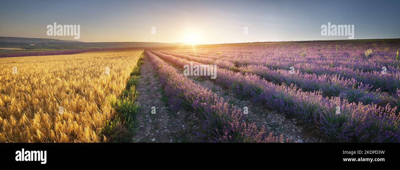 Panorama di lavanda e prato di grano. Natura e scenario agroculturale. Foto Stock