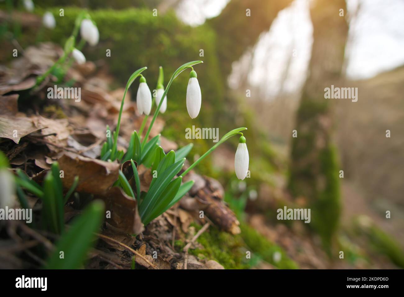 Snowfrop nella foresta. Primavera la natura della composizione. Foto Stock