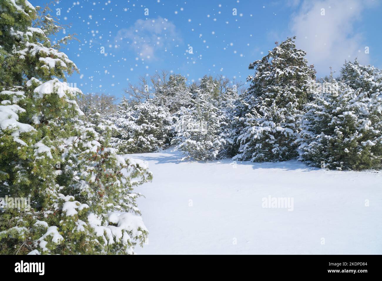 Paesaggio invernale natura. Ginepro e abete rosso nella neve. Foto Stock