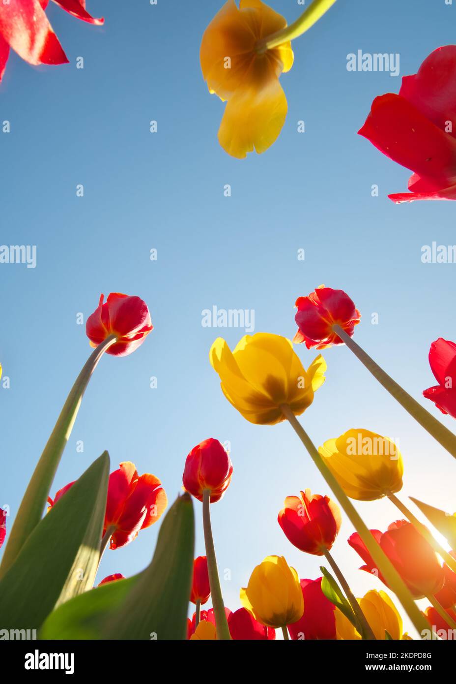 Tulipani e cielo limpido e soleggiato. Composizione della natura. Foto Stock