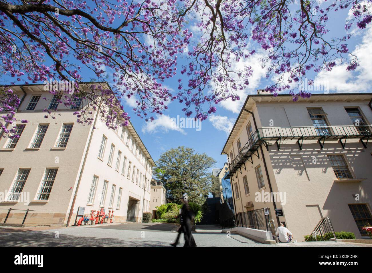 Sydney. 8th Nov 2022. Questa foto scattata il 8 novembre 2022 mostra la fioritura della jacaranda a Sydney, Australia. Credit: HU Jingchen/Xinhua/Alamy Live News Foto Stock