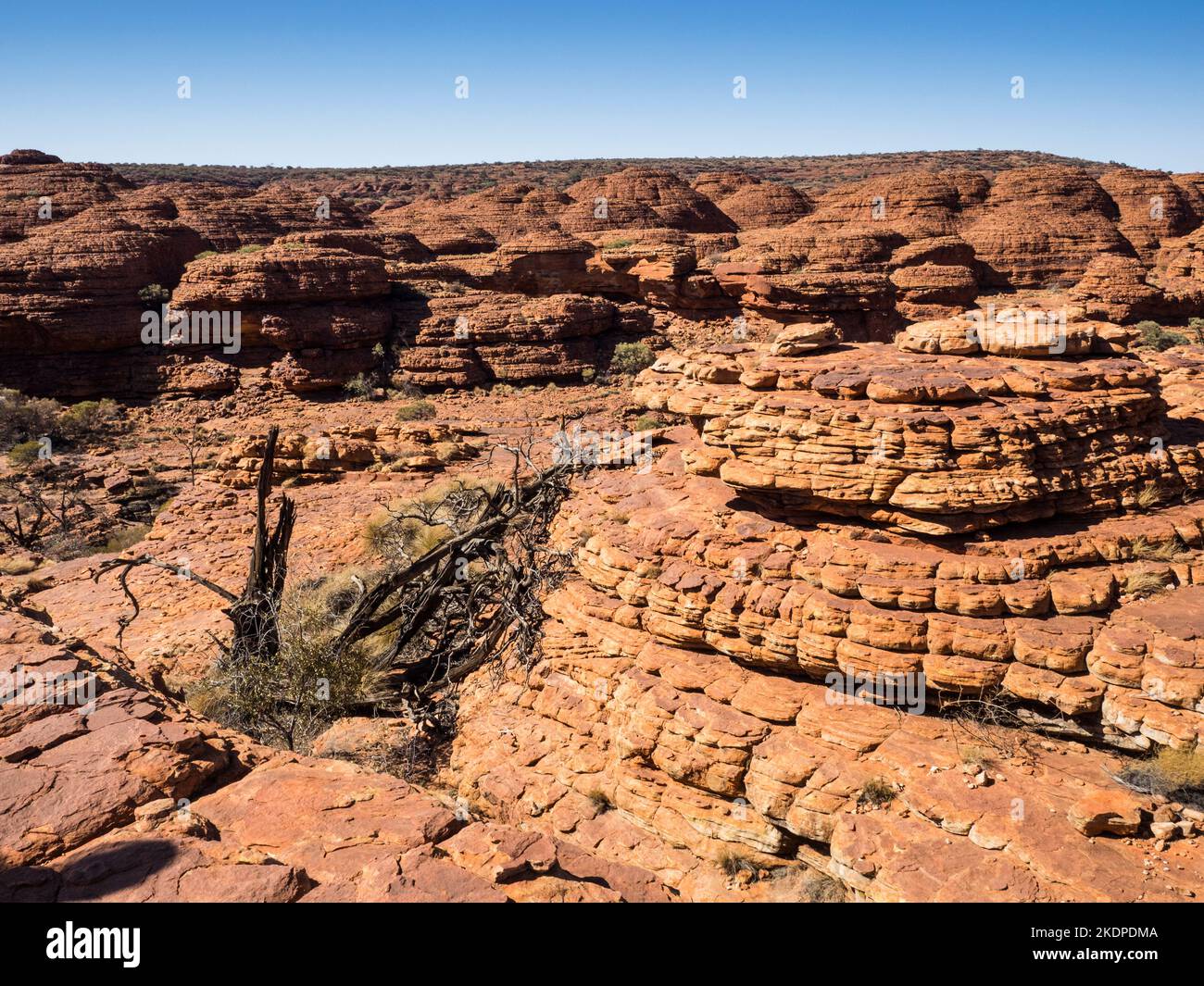 Le cupole di arenaria arancione della George Gill Range dal Rim Walk, Kings Canyon, Watarrka National Park, Northern Territory, Australia Foto Stock