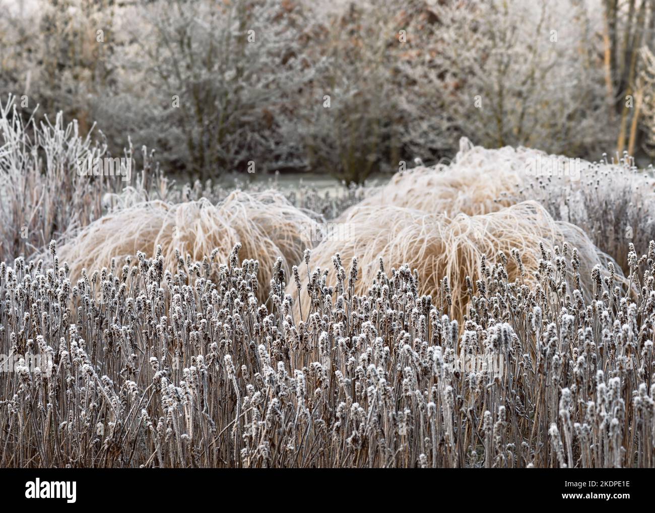 Bellissimo paesaggio viscido. Neve e gelo sulle piante in mattina nebbia. Messa a fuoco selettiva. Foto Stock