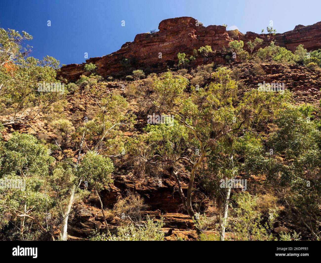 Ghost Gums (Corymbia aparrerinja) e scogliere di arenaria del Kings Canyon da Kings Creek, Watarrka National Park, Northern Territory, Australia Foto Stock