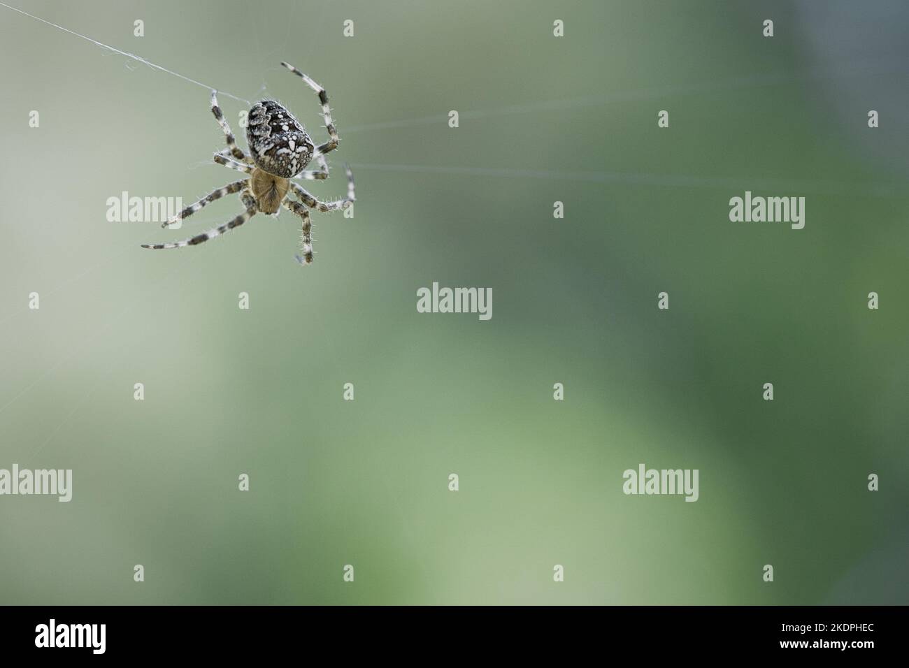 Crociera del ragno su una filettatura del ragno. Halloween spavido. Sfondo sfocato. Un cacciatore utile tra insetti. Arachnid. Foto di animali selvatici. Foto Stock