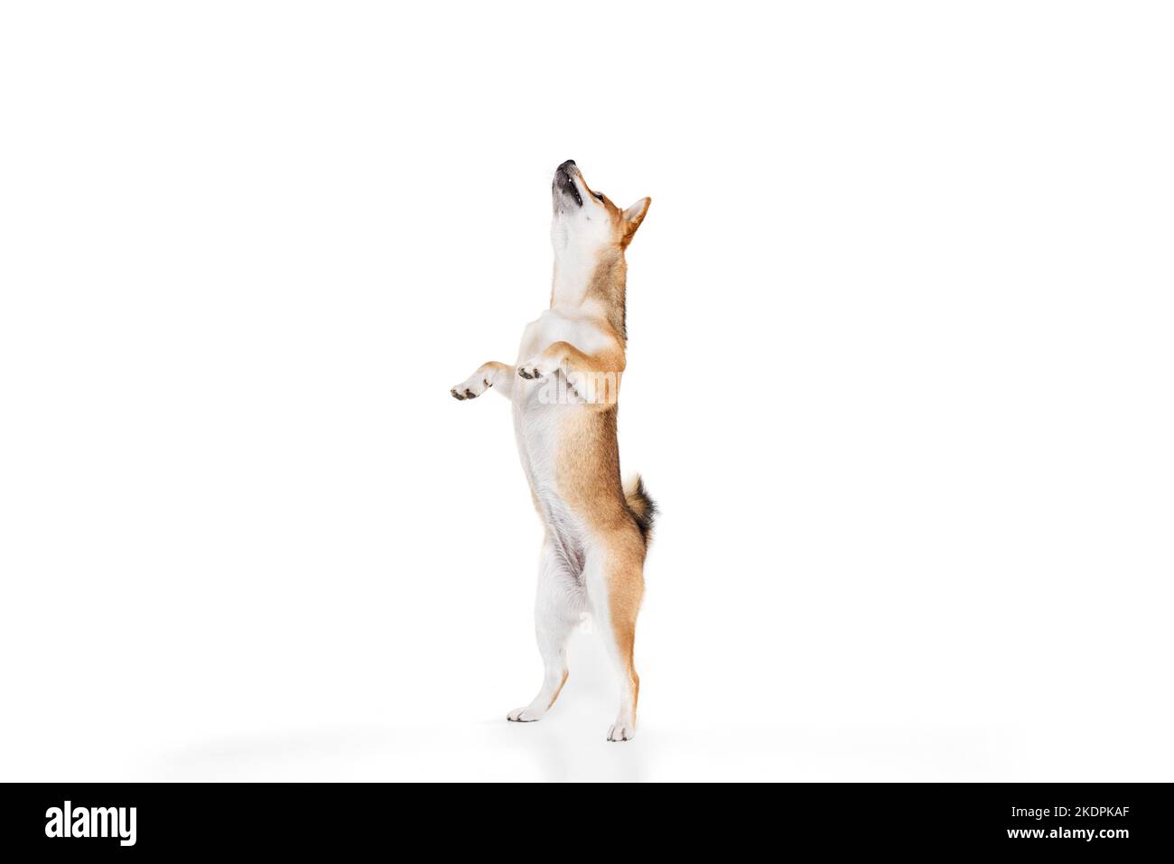 Adulto curato Shiba Inu cane isolato su sfondo bianco studio. Concetto di bellezza, vita animale, cura, salute e animali domestici purosaned. Foto Stock