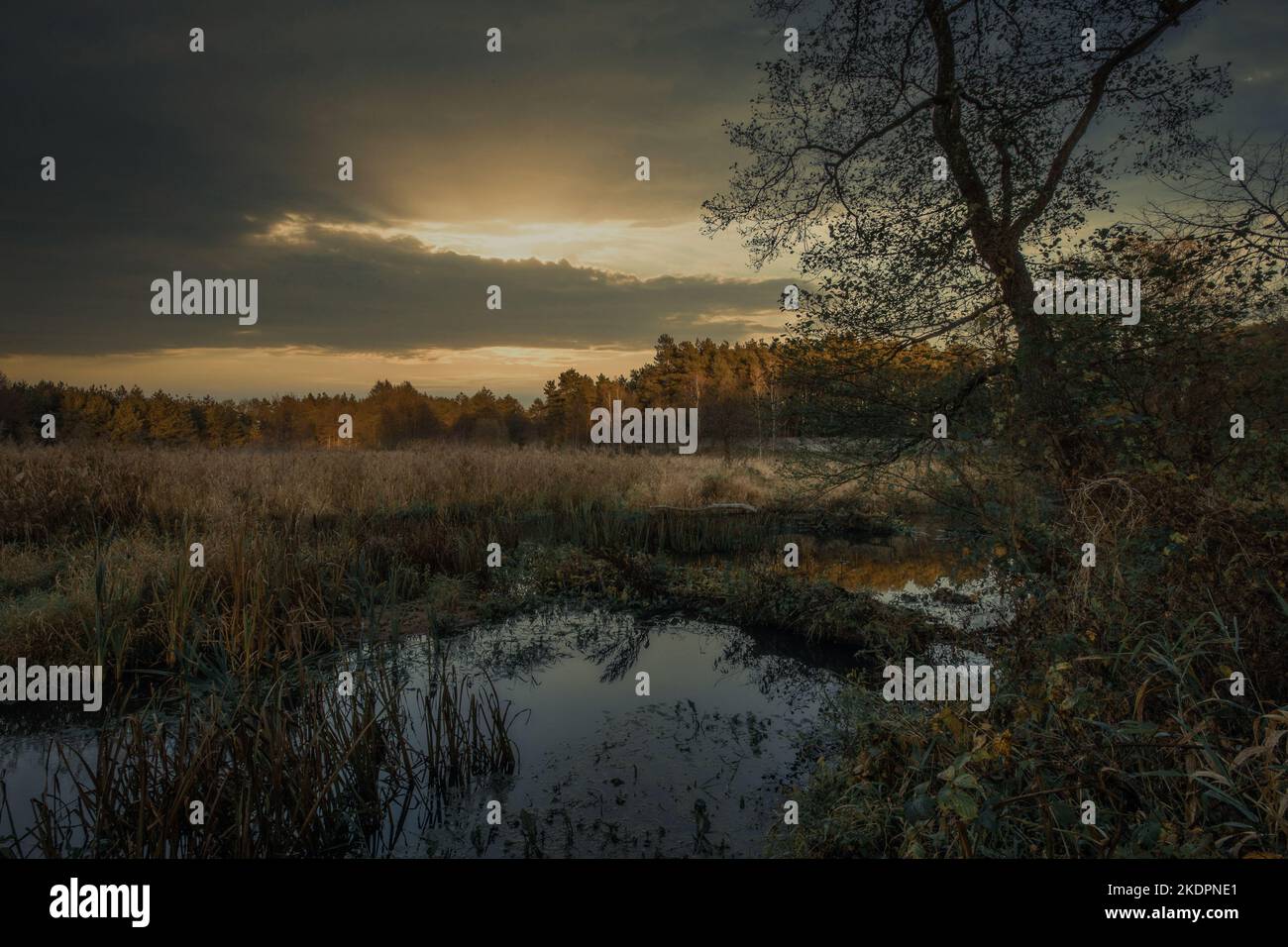 Colori autunnali sul fiume Grabia, illuminato dal sole tramontante, Polonia. Foto Stock