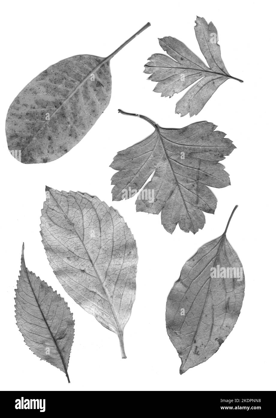 Foglie di autunno su uno sfondo bianco. Foto Stock