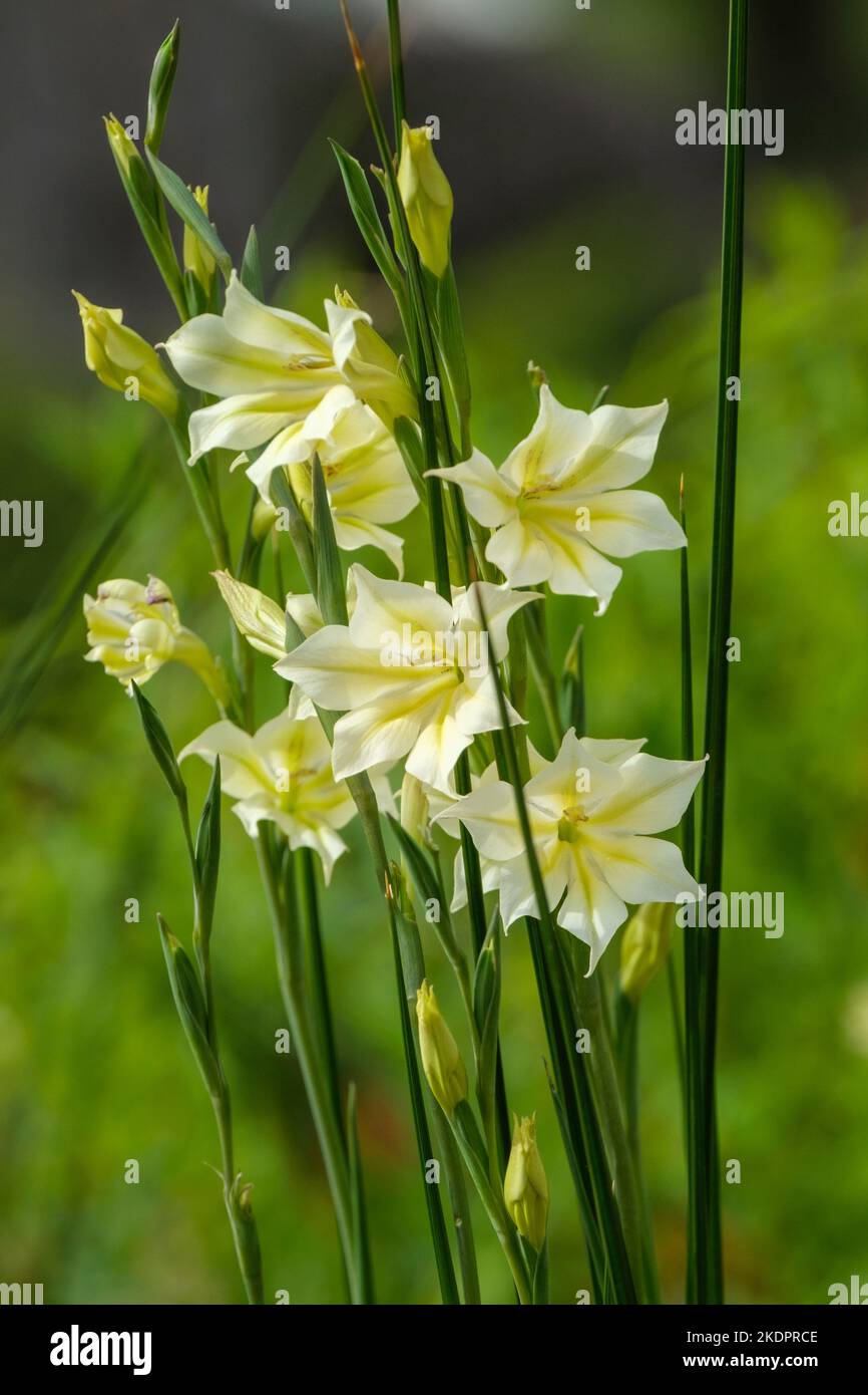 Gladiolus tristis var. Concolor, gladiolus sempre fiorito, palude Afrikaner, giglio di spada a fiore triste, fiore di sera Foto Stock