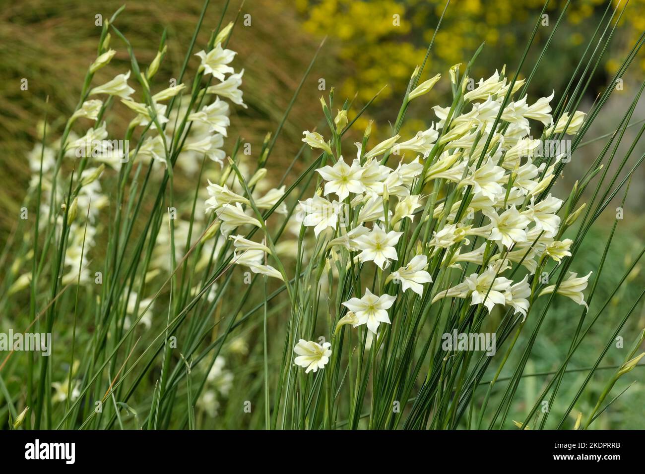 Gladiolus tristis var. Concolor, gladiolus sempre fiorito, palude Afrikaner, giglio di spada a fiore triste, fiore di sera Foto Stock