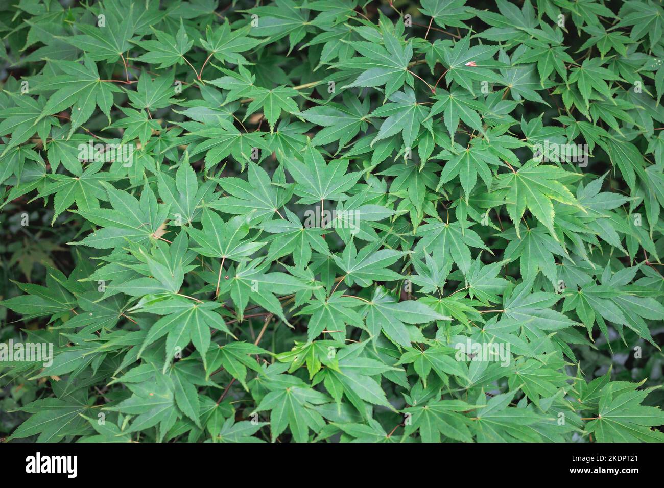 Acer palmatum - foglie di acero giapponese Foto Stock