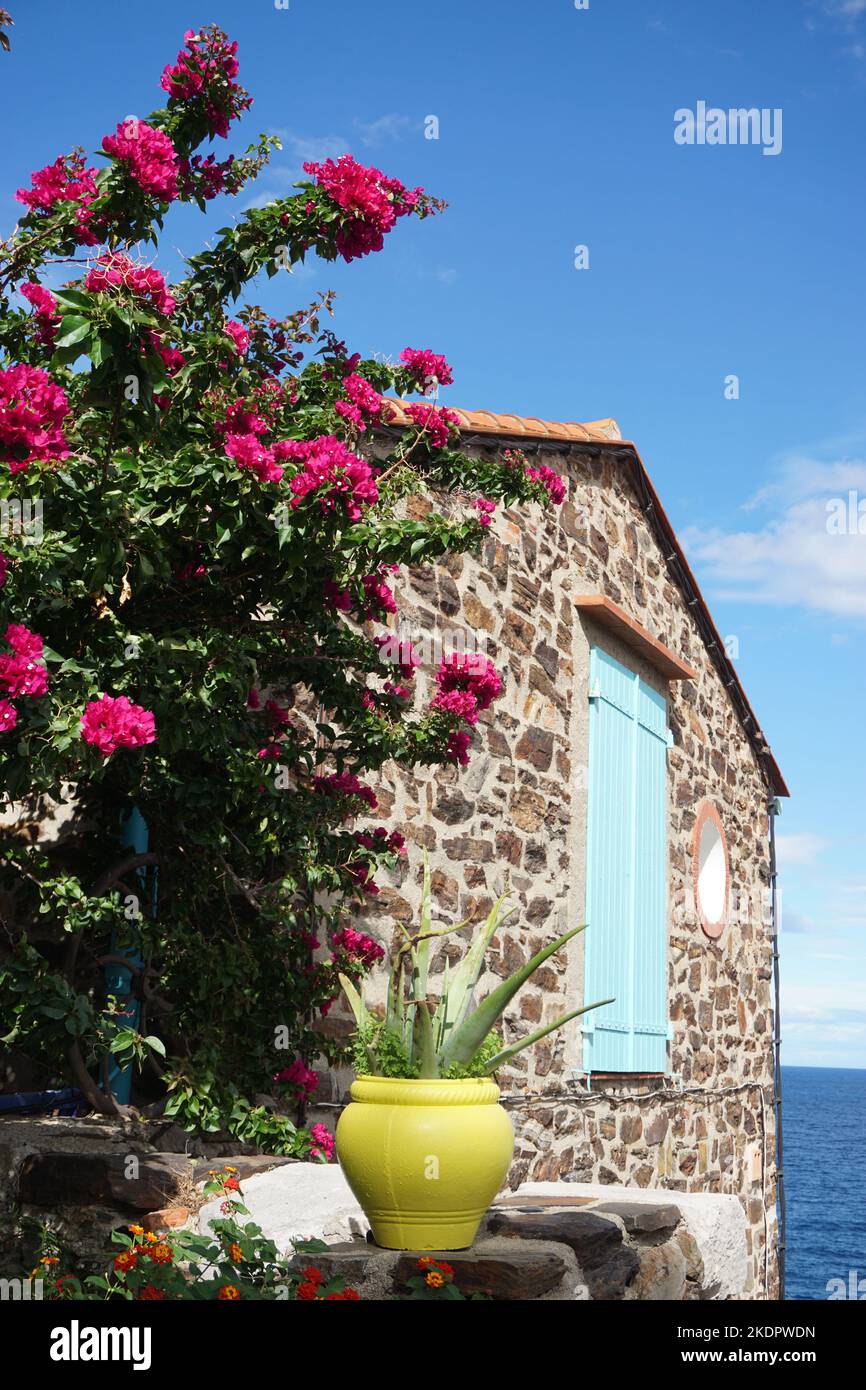 Casa in pietra muro esterno nella città balneare mediterranea di Collioure, decorato con vaso di piante, fiori e finestra di legno blu Foto Stock