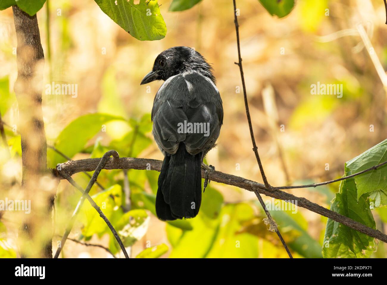 Il Boubou colorato in ardesia è un uccello secretivo di fitti e di fitta macchia ed endemico della Tanzania centrale. Foto Stock