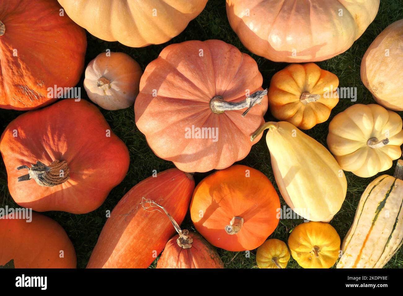 Varie zucche e squash alla luce del sole d'autunno. Sfondo vibes ottobre. Foto Stock