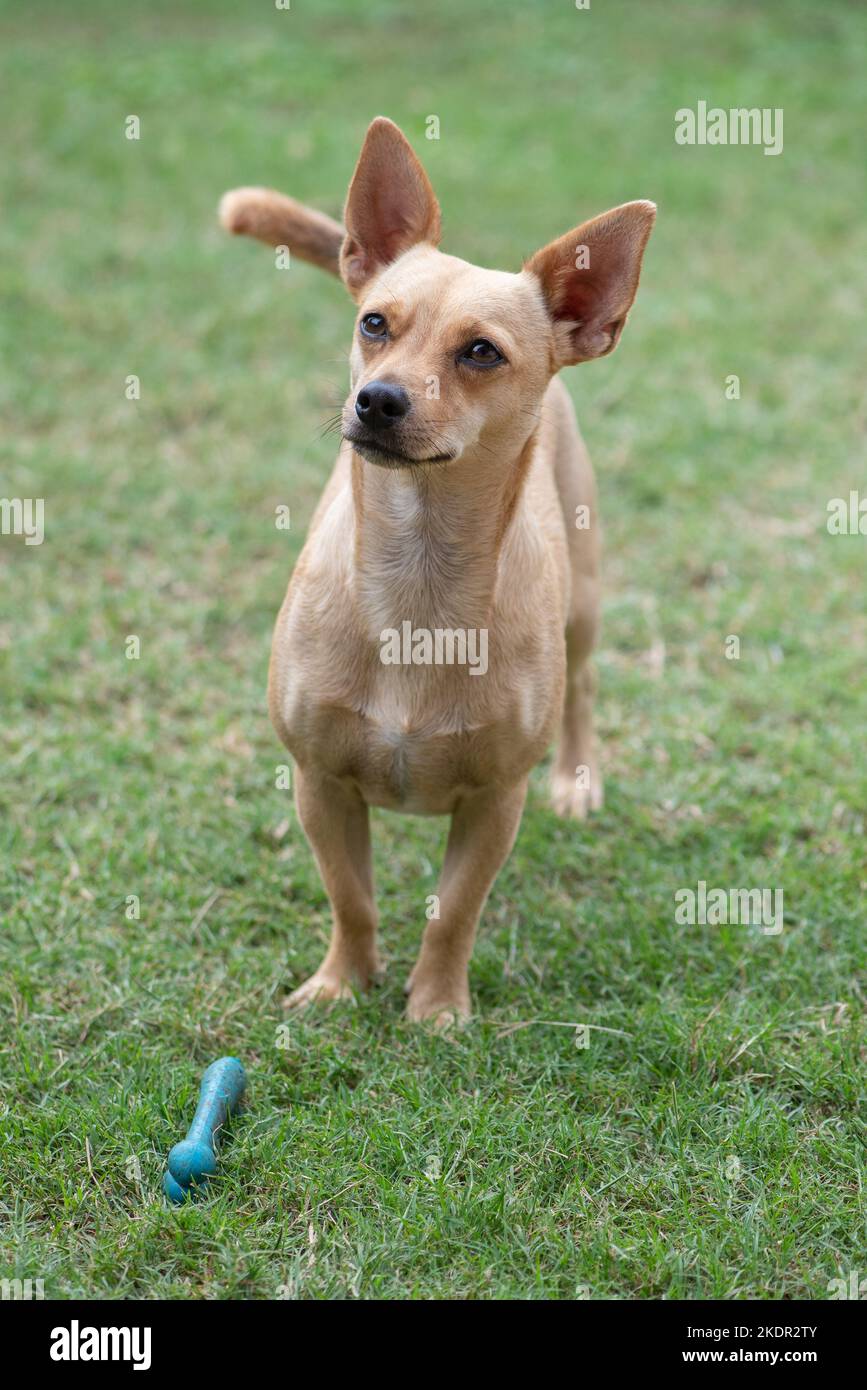 Un piccolo cane di tipo terrier beige di razza mista posa con l'osso di gomma sull'erba verde. Foto Stock