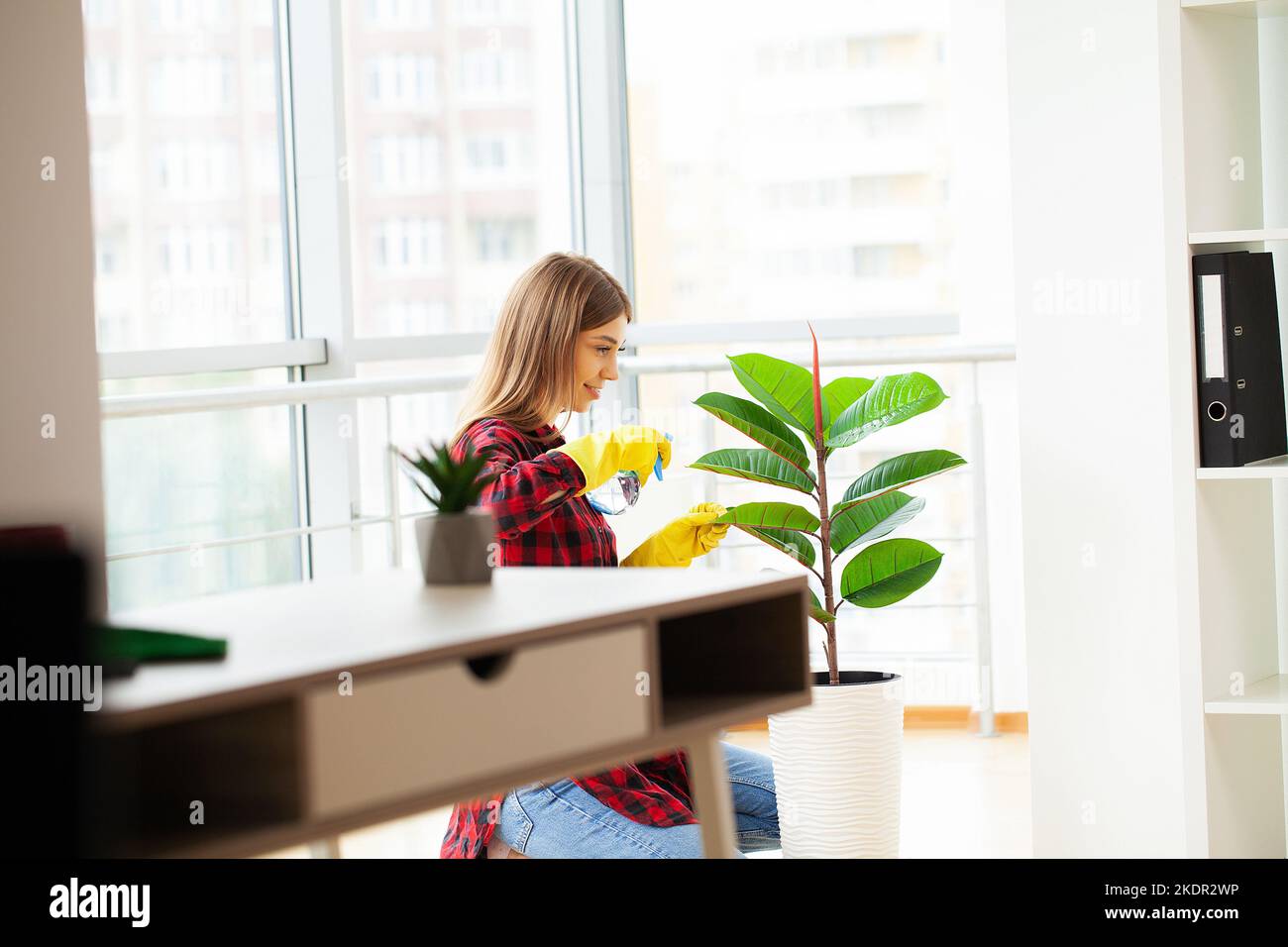 Donna mano pulendo polvere via foglie verdi di ficus lyrata. Foto Stock