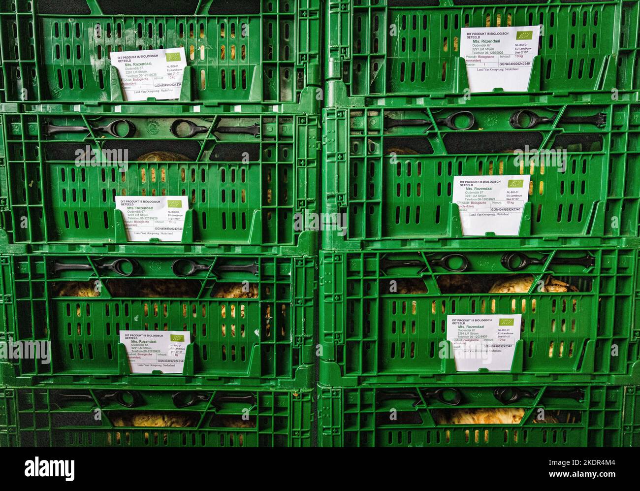 2022-11-08 11:49:45:19 STRIJEN - ad un'azienda organica, celeriac è imballato per la distribuzione ad un supermercato. Il numero di aziende agricole biologiche nei Paesi Bassi continua ad aumentare ogni anno, ma a causa dell'elevata inflazione la domanda di prodotti biologici è attualmente inferiore. ANP JEFFREY GROENEWEG olanda fuori - belgio fuori Foto Stock