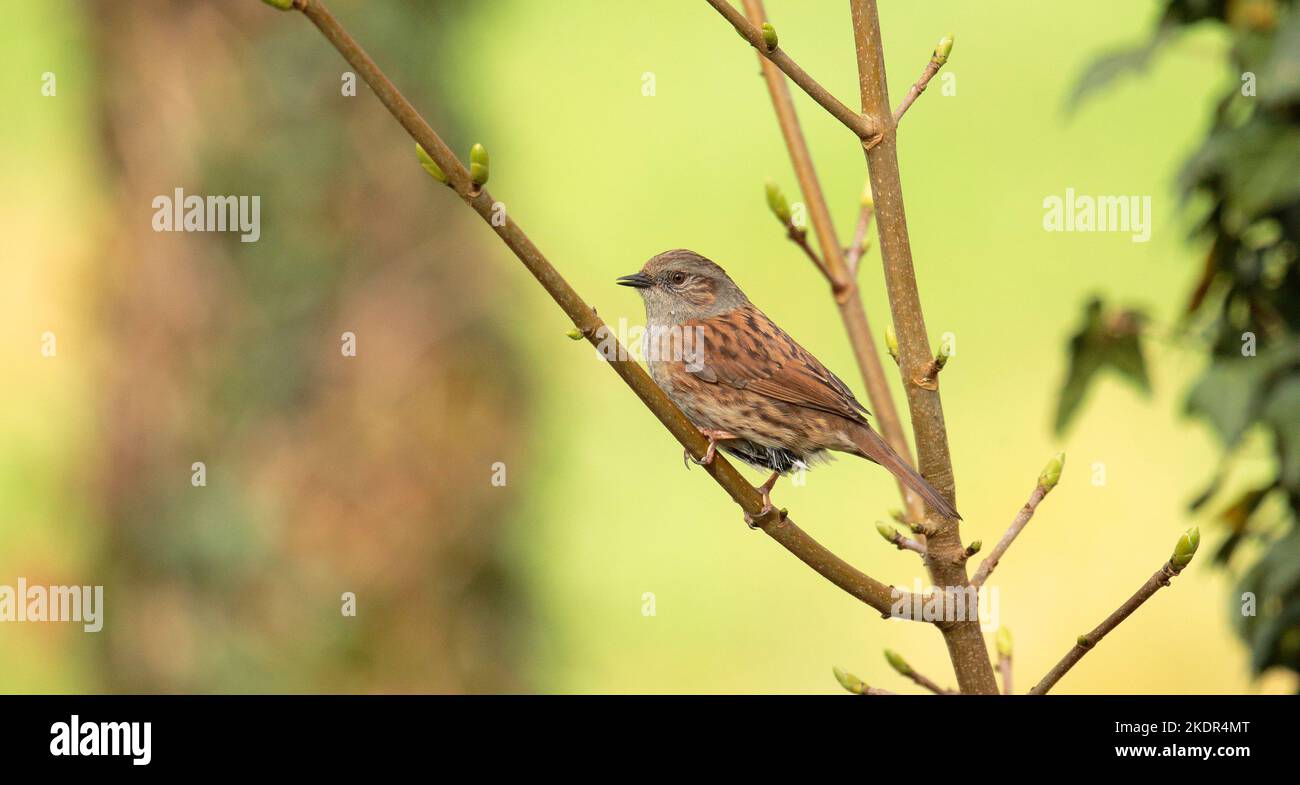 Hedge Sparrow Foto Stock