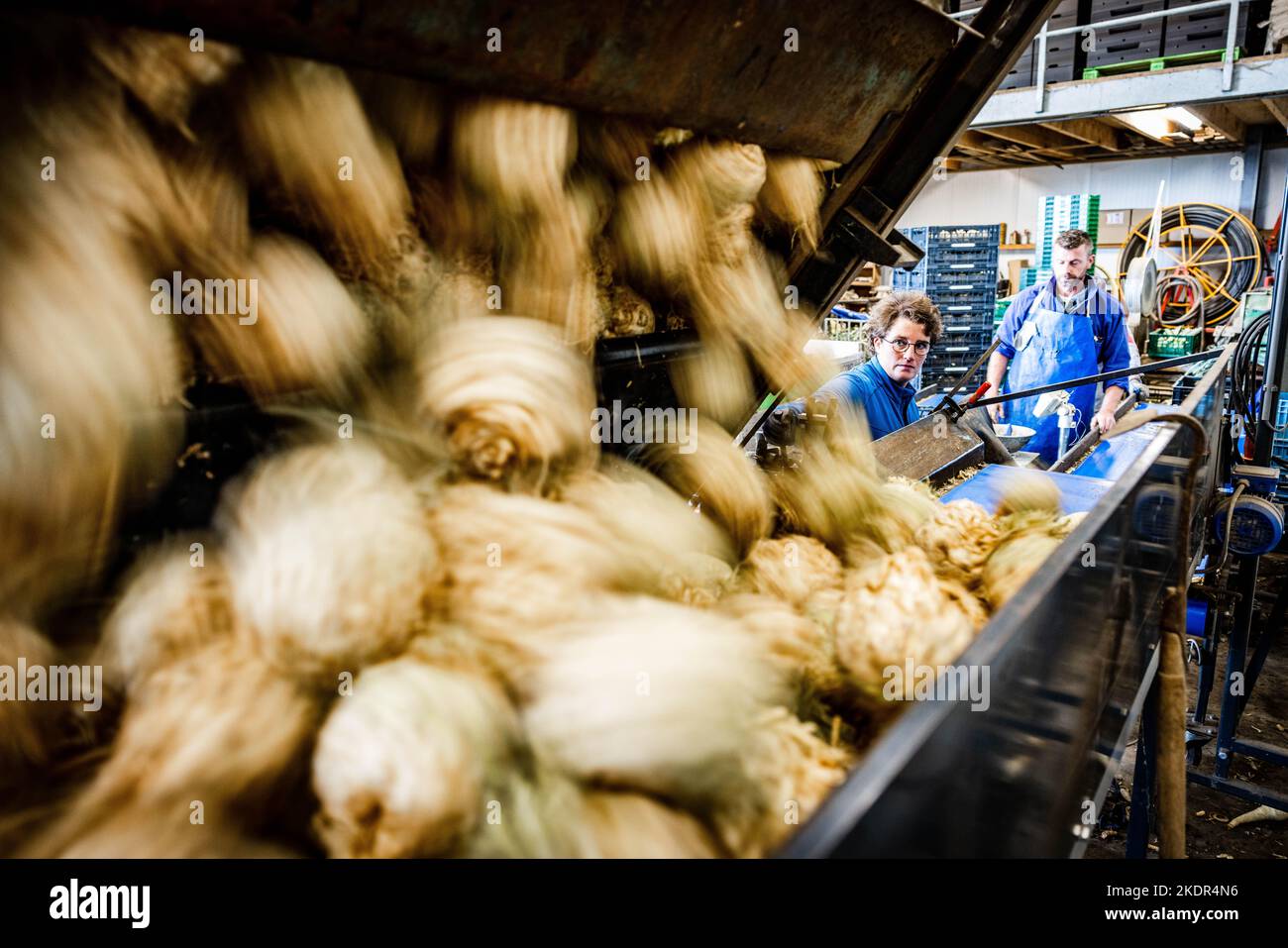 2022-11-08 11:52:36:19 STRIJEN - ad un'azienda organica, celeriac è imballato per la distribuzione ad un supermercato. Il numero di aziende agricole biologiche nei Paesi Bassi continua ad aumentare ogni anno, ma a causa dell'elevata inflazione la domanda di prodotti biologici è attualmente inferiore. ANP JEFFREY GROENEWEG olanda fuori - belgio fuori Foto Stock