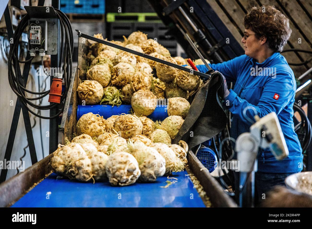 2022-11-08 11:53:21:19 STRIJEN - ad un'azienda organica, celeriac è imballato per la distribuzione ad un supermercato. Il numero di aziende agricole biologiche nei Paesi Bassi continua ad aumentare ogni anno, ma a causa dell'elevata inflazione la domanda di prodotti biologici è attualmente inferiore. ANP JEFFREY GROENEWEG olanda fuori - belgio fuori Foto Stock