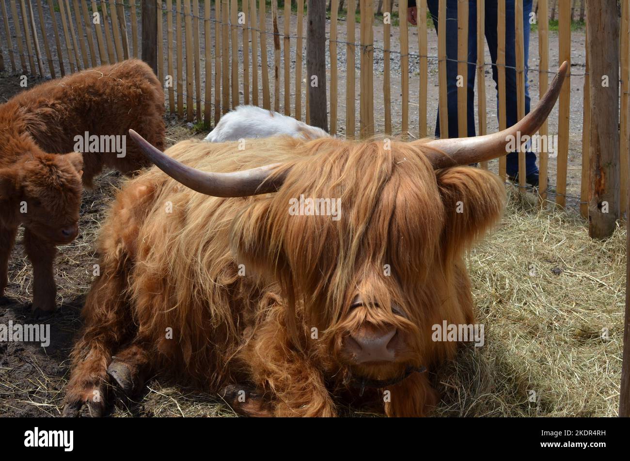 Toro con corni lunghi in fienile bello Foto Stock