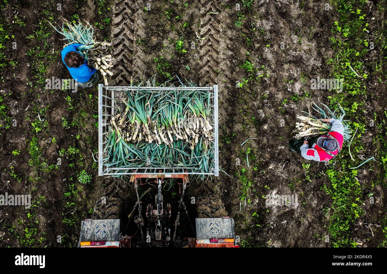 2022-11-08 11:24:48:19 STRIJEN - immagine del drone del raccolto del porro ad un'azienda agricola e orticola biologica. Il numero di aziende agricole biologiche nei Paesi Bassi continua ad aumentare ogni anno, ma a causa dell'elevata inflazione la domanda di prodotti biologici è attualmente inferiore. ANP JEFFREY GROENEWEG olanda fuori - belgio fuori Foto Stock