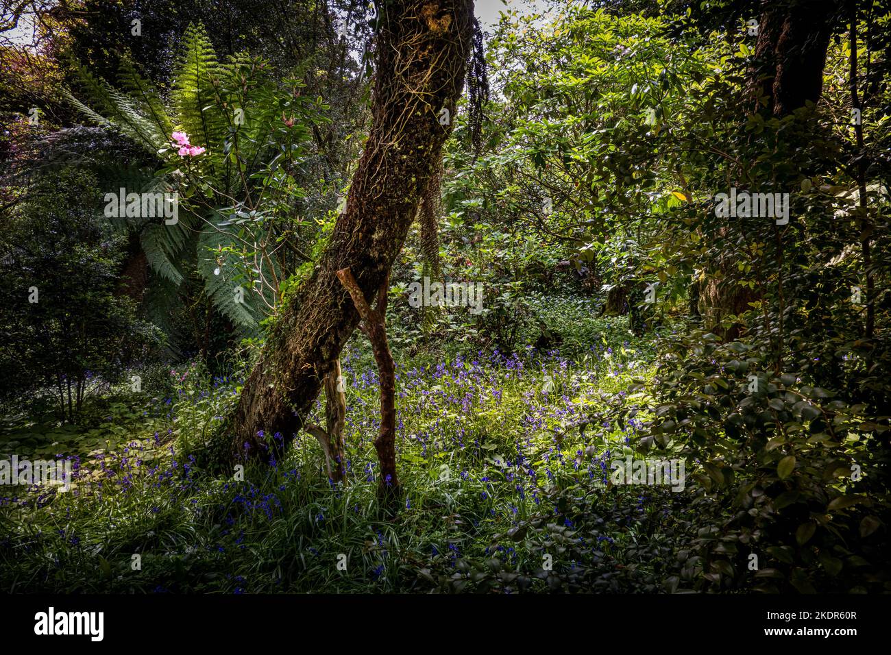 Un albero propped in su con i rami segati nel subtropicale selvaggio; Giardino di Penjjick in Cornovaglia. Penjerrick Garden è riconosciuto come Cornovaglia vera giungla Foto Stock